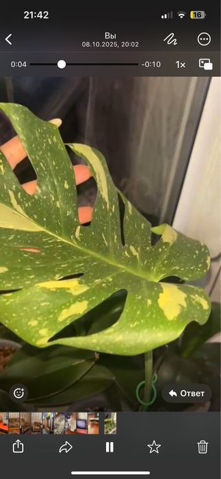 Продам монстеру Тайское Созвездие