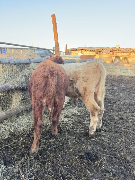 Бычки бык крс бұқа