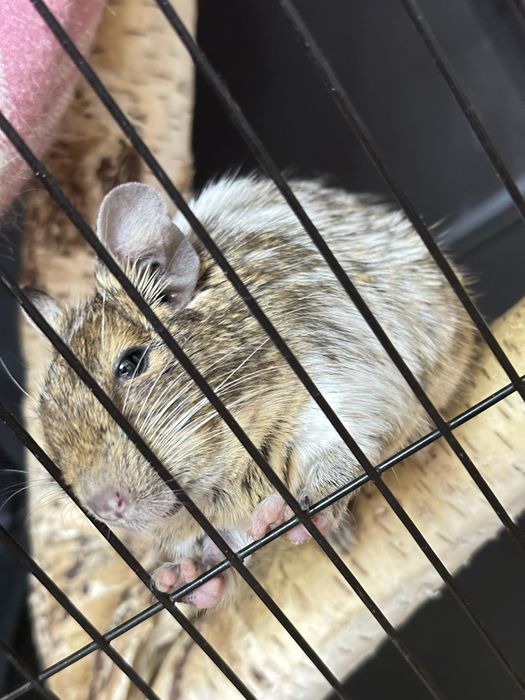 Продам белок ДЕГУ