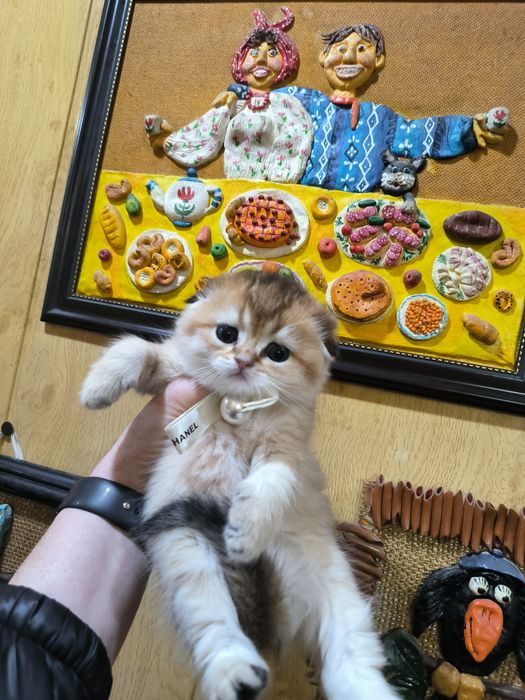 Шикарный котёнок от правильной вязки