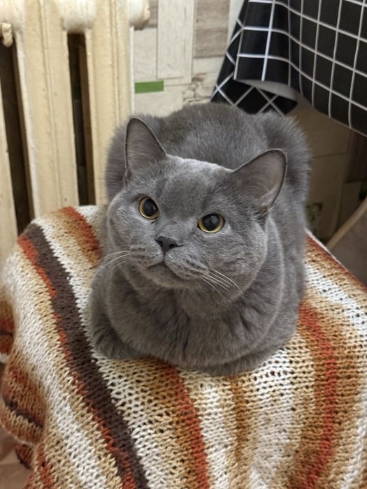 СИДЕЛКА ДЛЯ КОШЕК. ПЕРЕДЕРЖКА. Кошачий отель. Отель для кошек