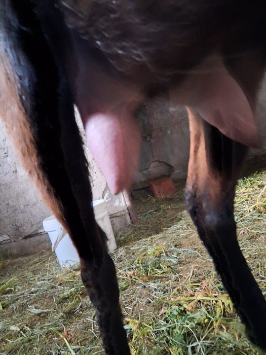 Vind capra alpin francez de un an și 4luni.