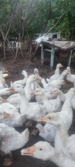 Продам хороших гусей