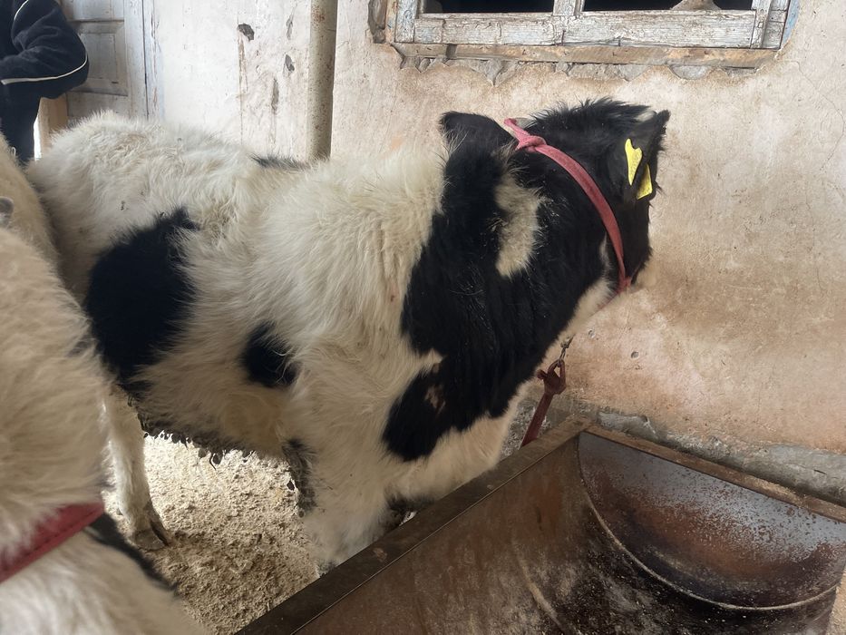 Өгіз бұқа еркек бұзау