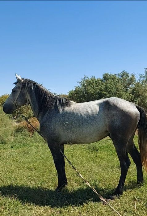 Toy sotiladi, 5 yosh