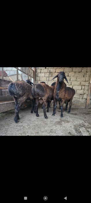 Семыз қошқарлар сатылады