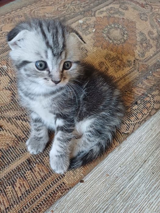 Продам породистых котят