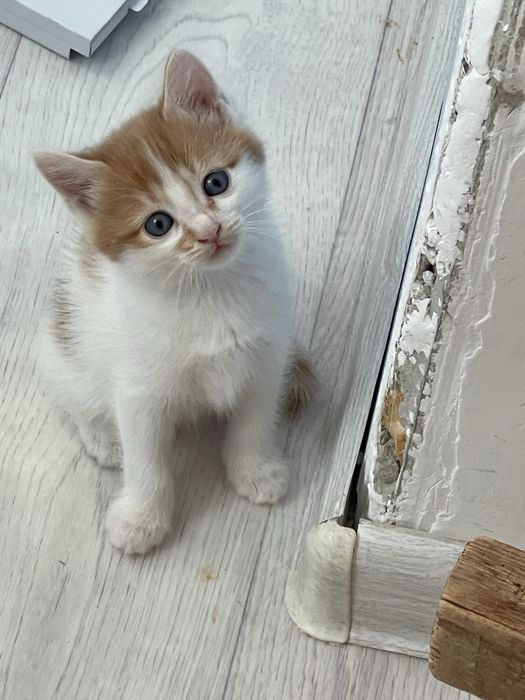 Котятя в добрые руки