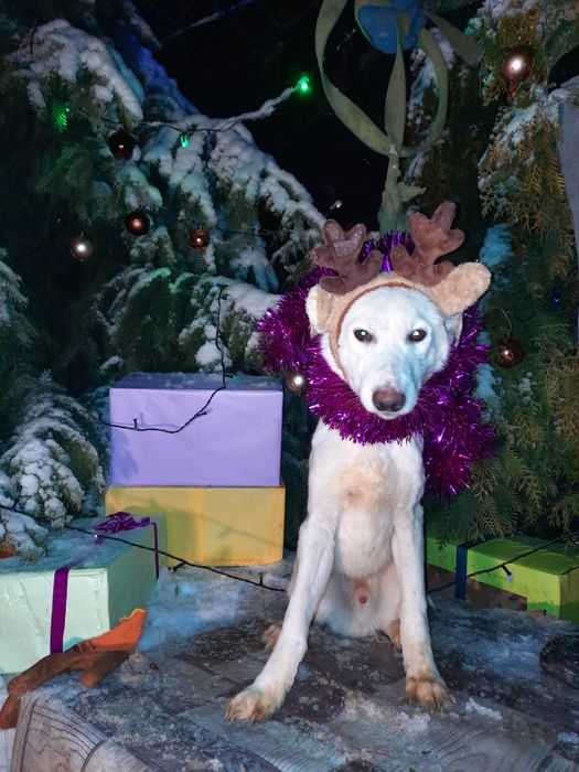 Ждём любящих хозяев для собачек