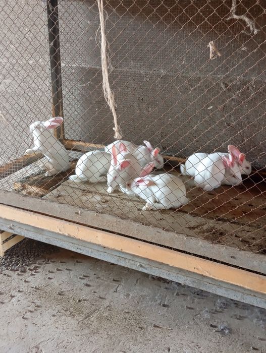 Quyon sotiladi hikol