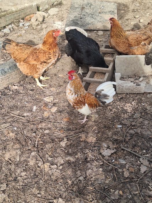 Vând porumbei voiajori și cocoși pitica