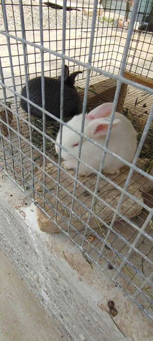 Қуён болалари сотилади. 35 000 дан 100 000 гача.