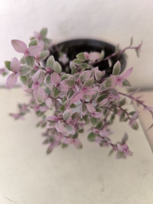 Традесканции 3 сорта