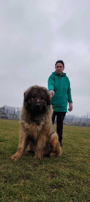 Mascul ciobanesc caucazian