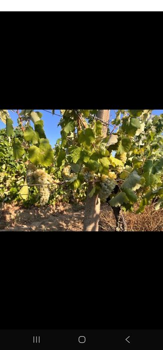 Struguri pentru vin si must
