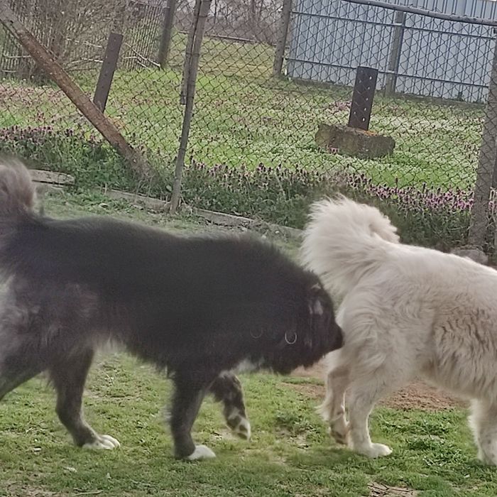 Продавам майка, баща и  син