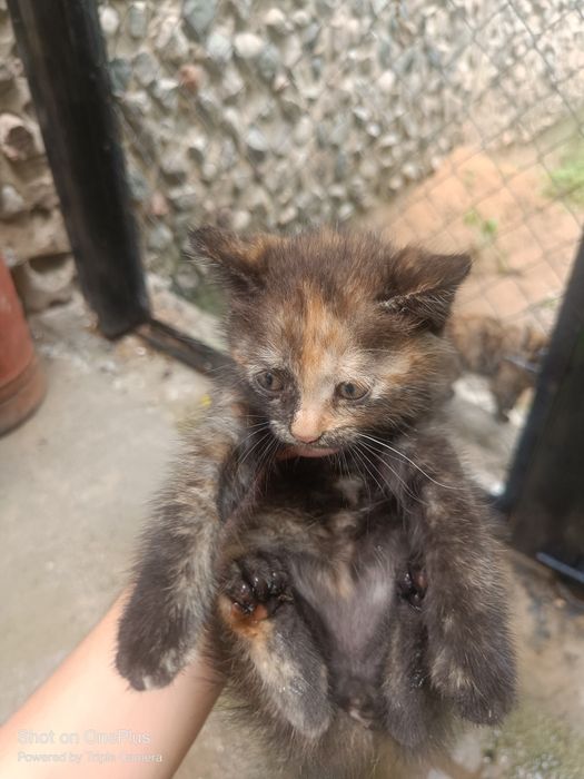 Котята бесплатно