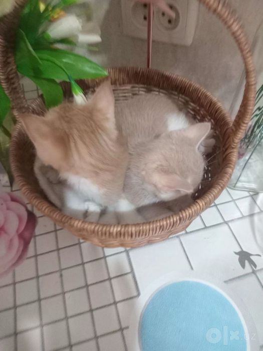 Отдам котят в хорошие руки
