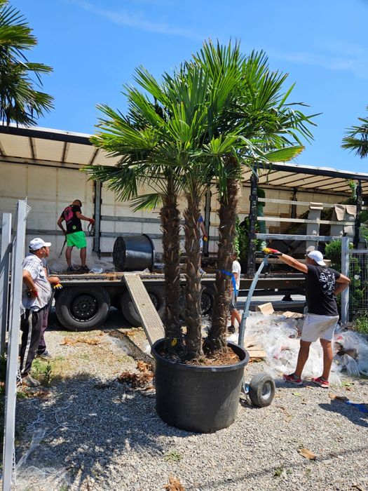 Vindem palmieri multitulpinali rezistenti la îngheț -18g