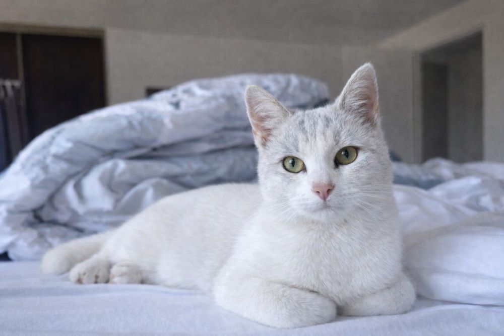 Ласковая кошка Сплюша