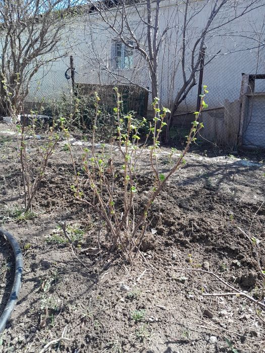 Продам домашнии саженцы