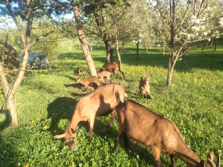 Capra alpina franceza