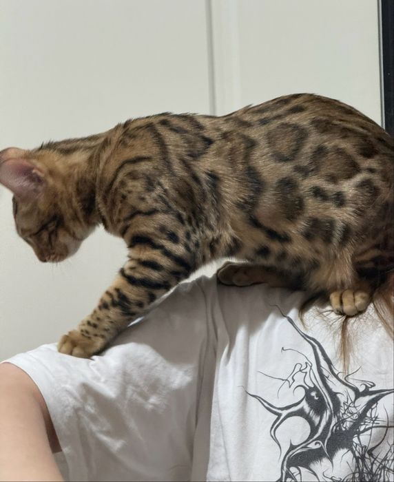 Бенгальская кошка, 7 месяцев