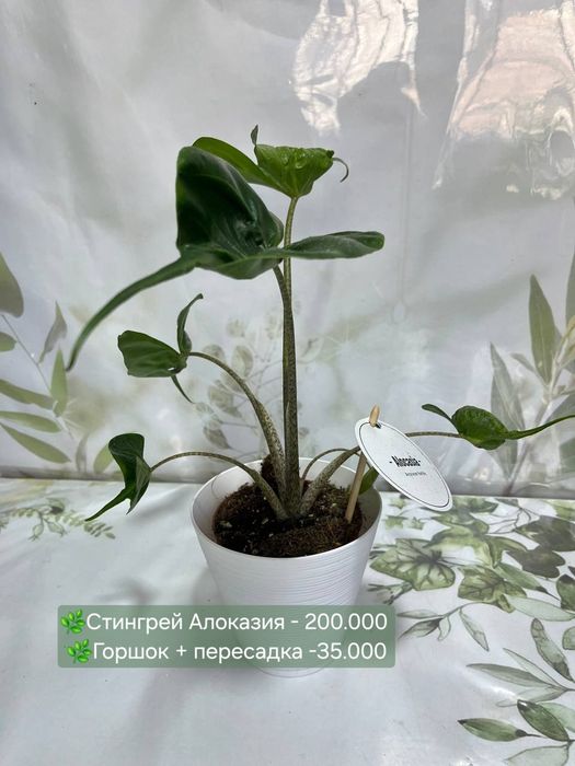 Алоказии, Аглаонемы, Хоя и др комнатные растения