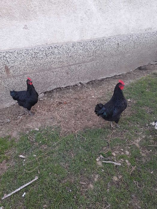 Млади петли свобдни 5 броя