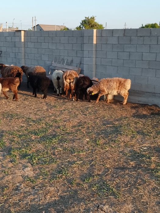 Продам баранов (қой) 18 голов