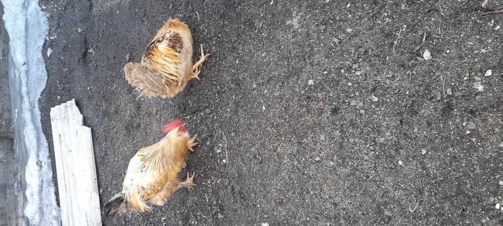 Петухи разного возраста