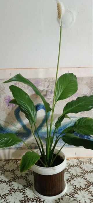 Продам цветы: Женское счастье