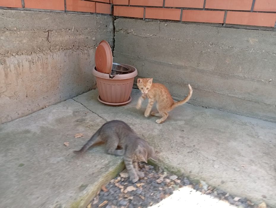 Отдам котят в добрые, надёжные руки