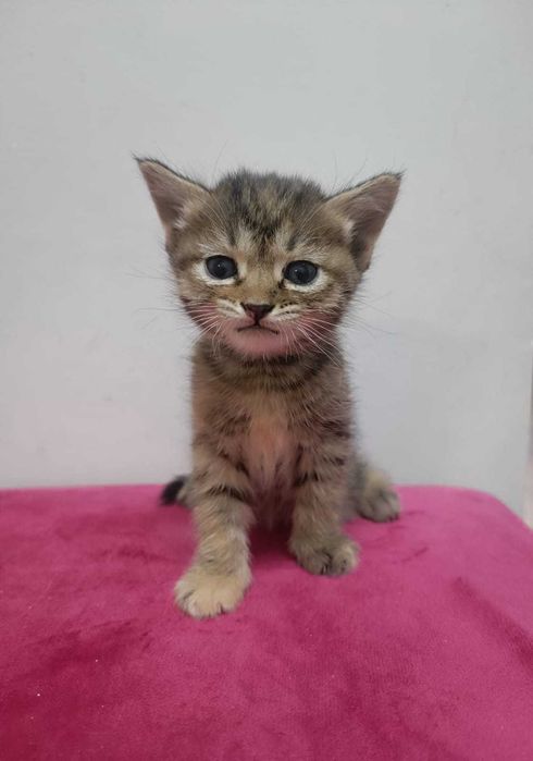 Котят от кошки крысолова в добрые руки