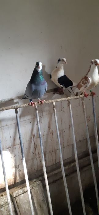 Porumbei zburatori,jucatori,misirli si maria stuard.