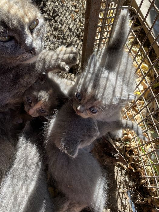 Отдаю котят бесплатно