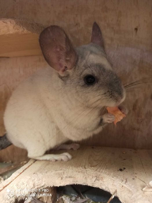 Шиншиллята чистопородные
