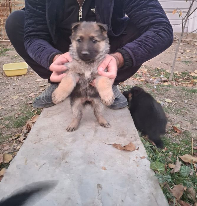 Щенки овчарок девочки