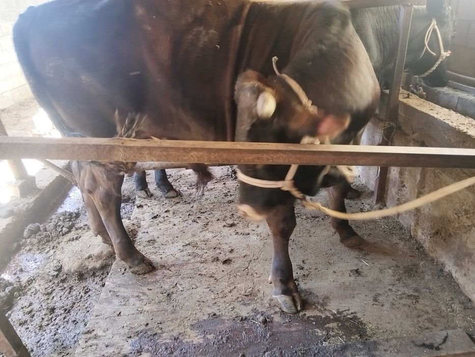 Продажа бычка 1,5 года