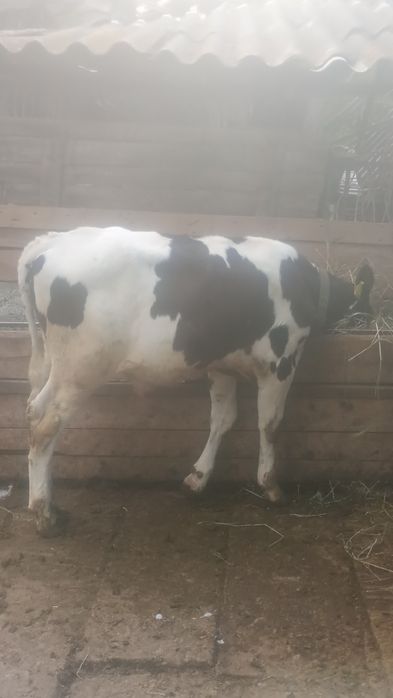 Vând vițel taure în vârstă de 3luni în județul Olt Potcoava relații la telefon