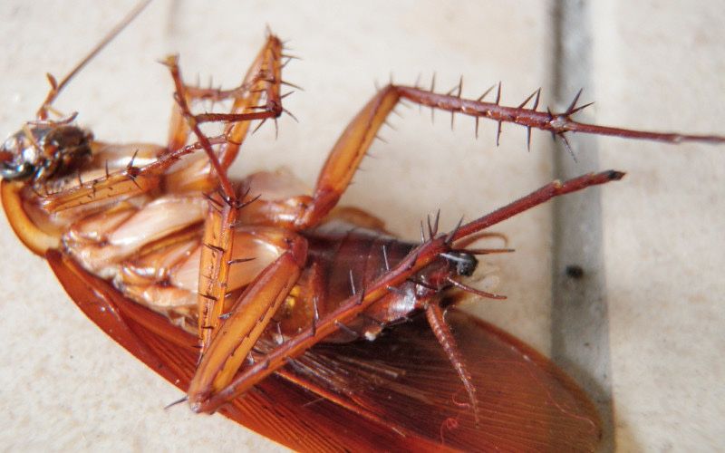 Дезинсекция Дезинфекция Дератизация таракан клоп муравей чешуйница