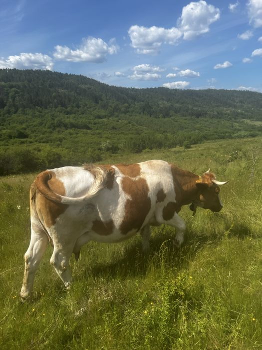 Vand 1 vaca si 3 junici