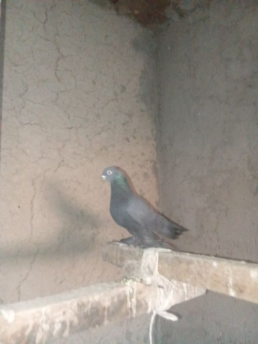 Голубиииииииииии