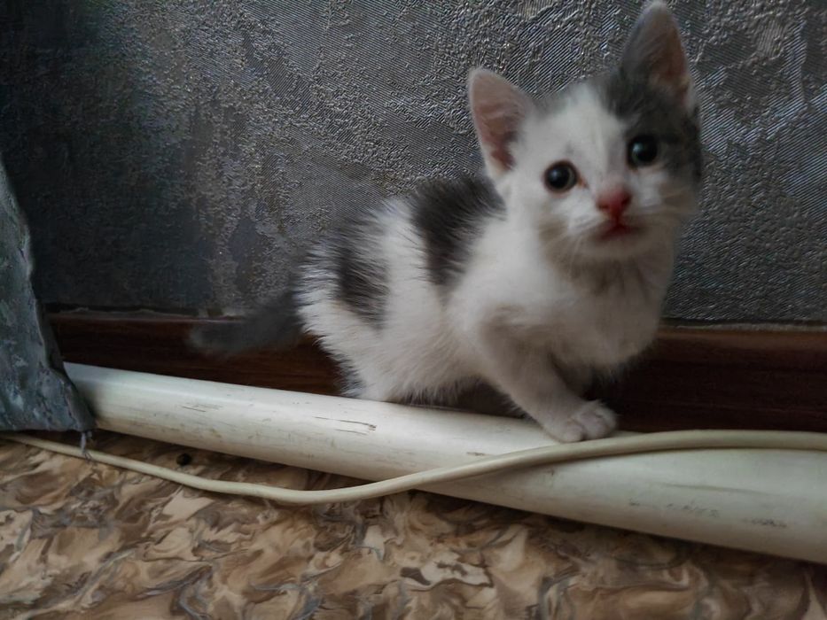 Отдам кошечку девочку