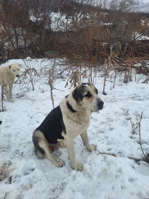 Алабай сатылады  срочно