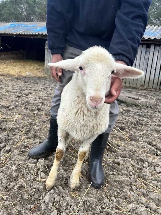 Vand berbecuț Assaf