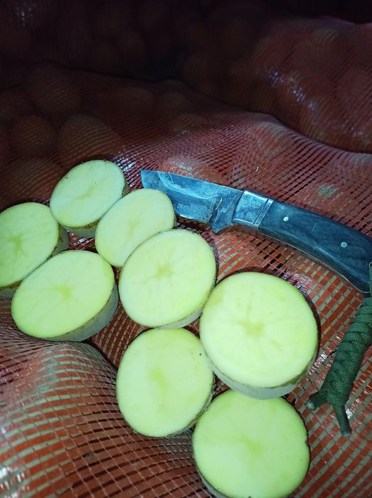 Картошка,  картофель  оптом