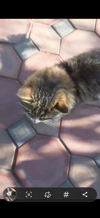 Отдаём в добрые руки молодого котика