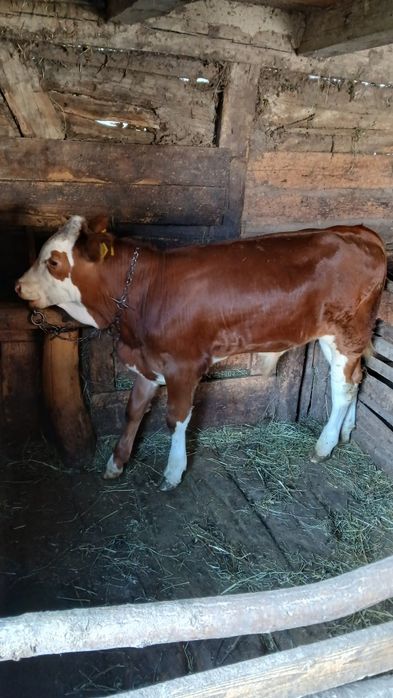 Vând vițel  balțat
