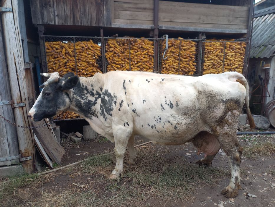 Vaca metis Blue Belgian